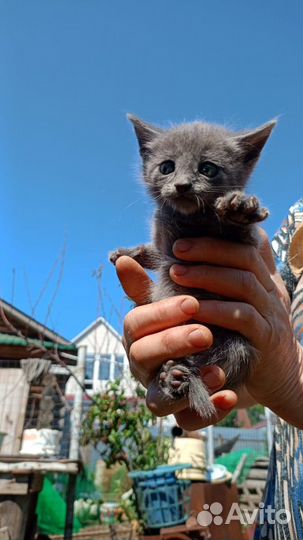 Котята - мышеловки в хорошие руки