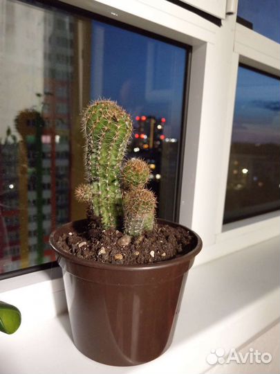 Кактусы суккуленты