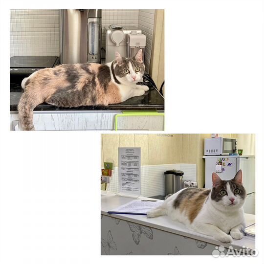 Зоогостиница для животных, передержка животных