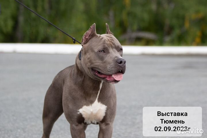 Амстафф вязка