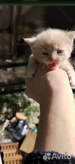 Котенок в дар