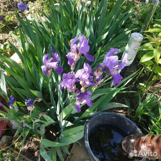 Хоста, ирисы, дельфиниум,купальница