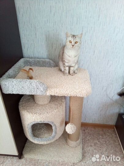 Домики для кошек, игровые комплексы, когтеточки