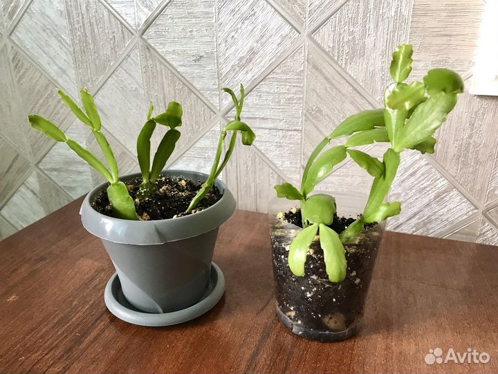 Шлюмбергера розовая