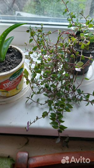 Комнатные цветы