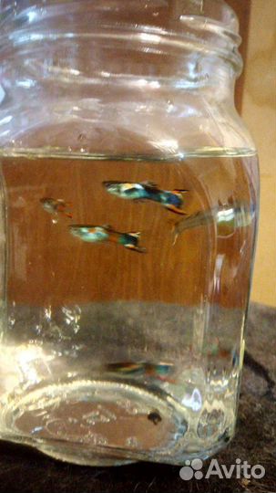 Анцитрусы, гуппи