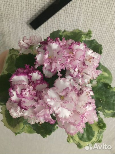 Фиалки сортовые