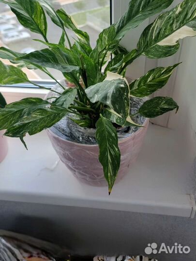 Комнатные цветы