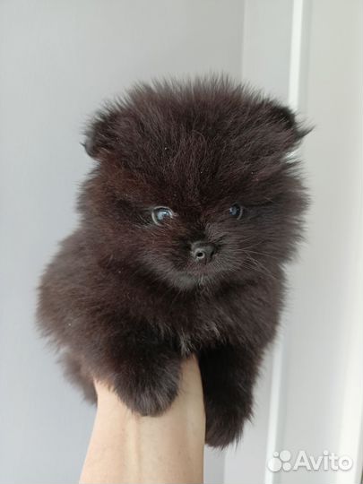 Померанский шпиц