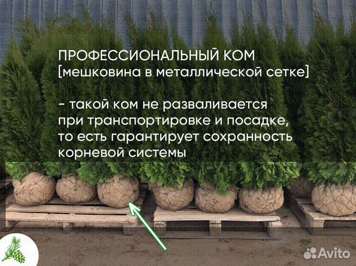 Туя Смарагд 150см для посадки летом