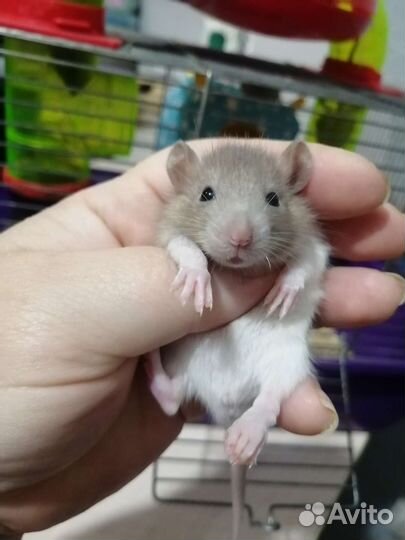 Крыса крысята дамбо