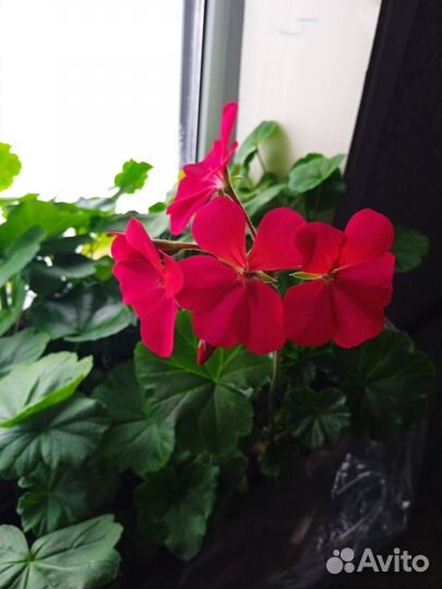 Продам цветы комнатные
