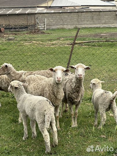 Овцы бараны ягнята