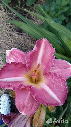 Саженцы многолетников для сада