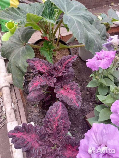 Каланхоэ mini сортовые