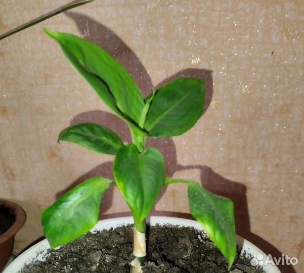 Комнатные цветы разные