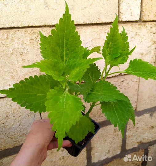 Колеусы сортовые. Цветы для дома и сада