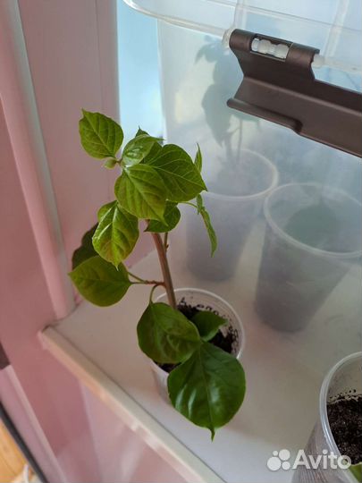 Бугенвиллия