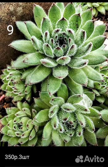 Молодило каменная роза