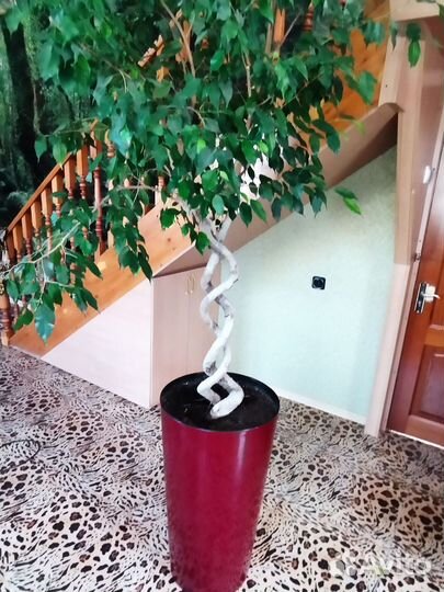 Фикус бенджамина