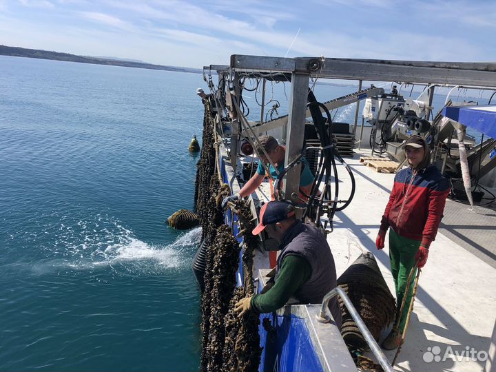 Мидия Устрица Аква ферма