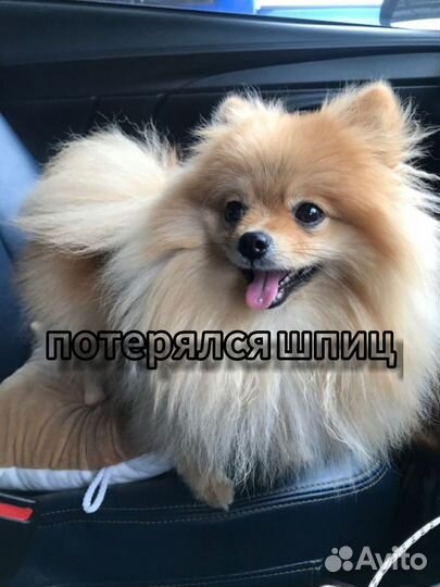 Потерялся шпиц