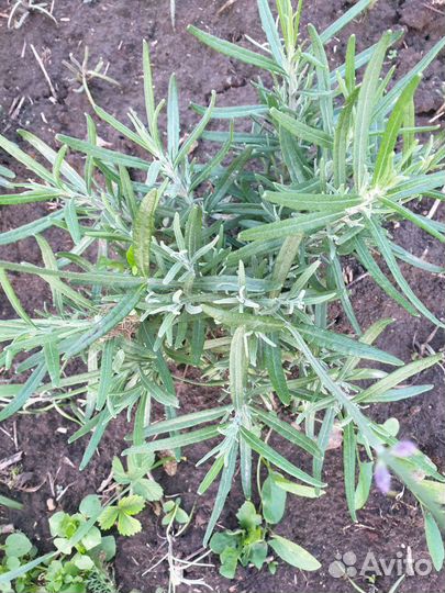 Лаванда саженцы зимостойкая