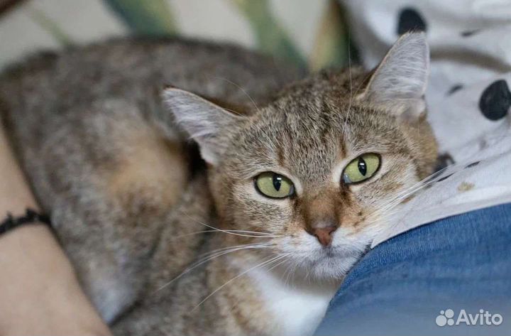 Ласковая Шишка в добрые руки