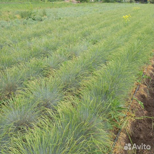 Декоративные растения