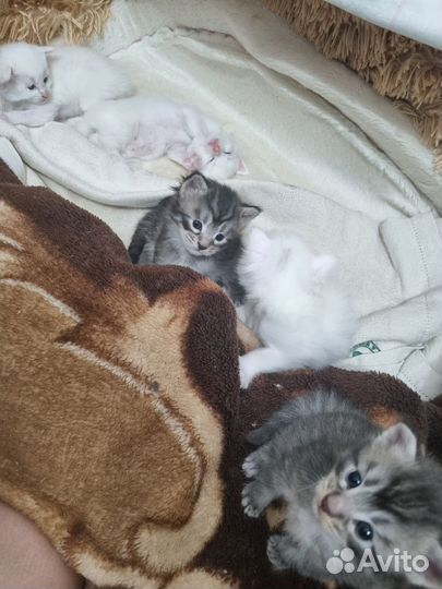 Бронь котята мейн-кун Продам