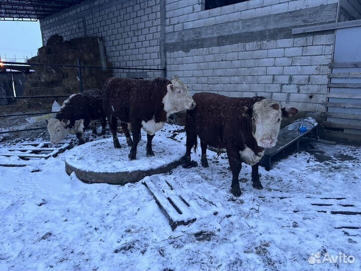 Бык герефорд на племя