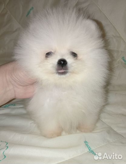 Белый мини шпиц