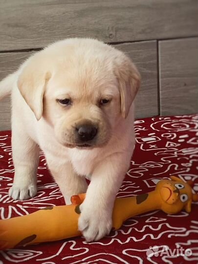 Лабрики мальчики