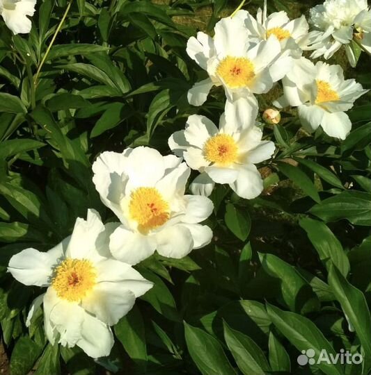 Пионы корни