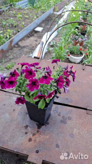 Петунья сортовая махровая рассада