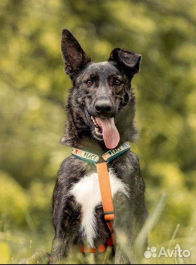 Собака в добрые руки