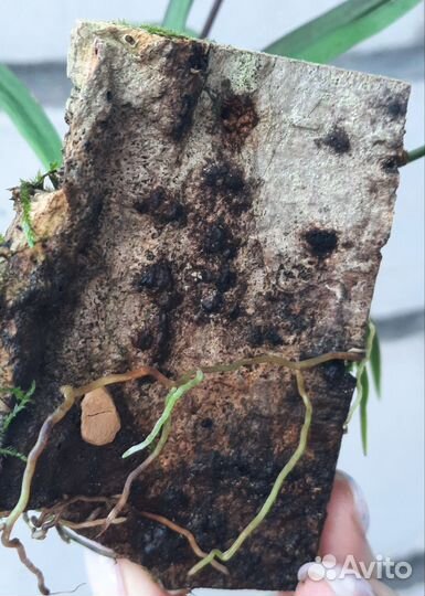 Орхидея Толумния Jairak Flyer Cules