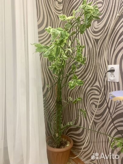 Педилантус