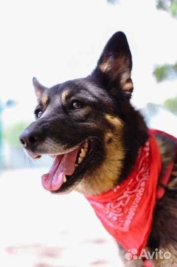 Ищем дом замечательной собаке