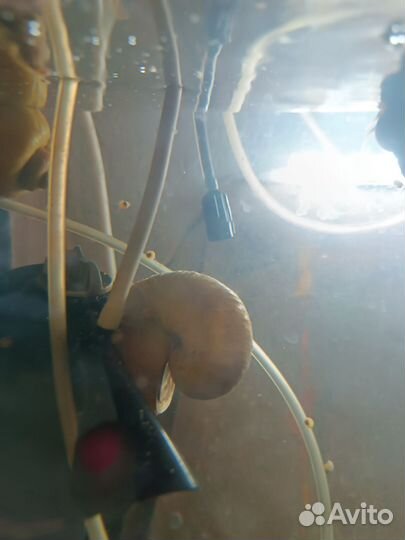 Улитки ампулярии