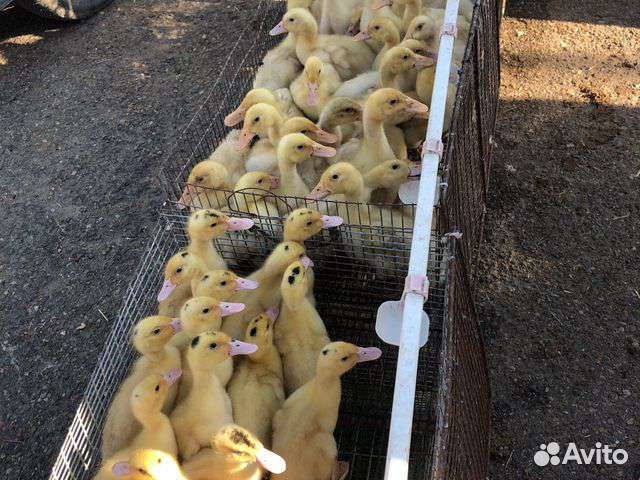 Утята Стар53 Башкирские Агидель Мулард