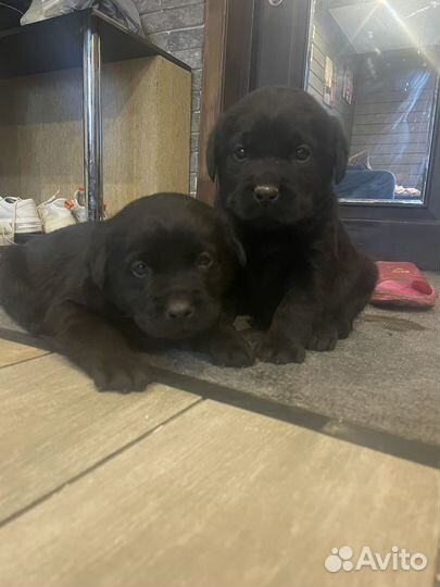 Лабрадор щенки