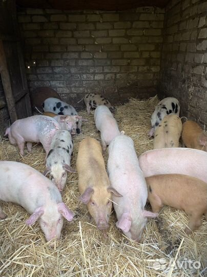 Поросята Ландрас Петрен и Дюрок