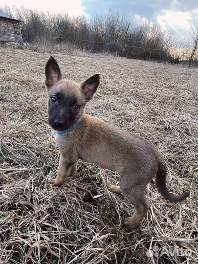 Бельгийская овчарка малинуа