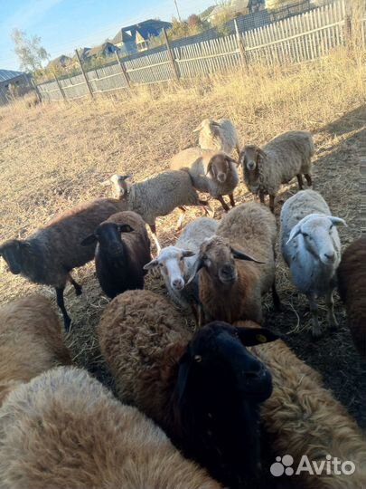 Овцы бараны ягнята