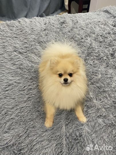 Собаки кобель