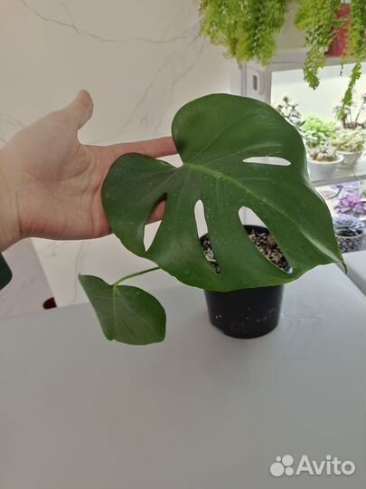 Монстера деликатесная