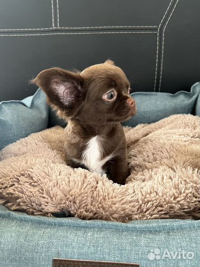 Чихуахуа щенки лиловые и шоколадные