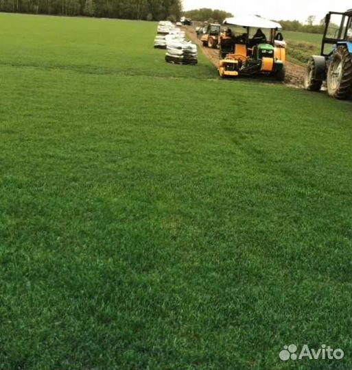 Рулонный газон