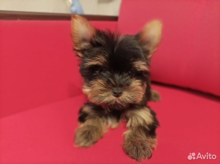 Йоркширский терьер мини